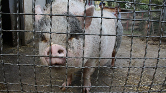 Smíchovská Stanice pírodovdc je zárove malou zoologickou zahradou.