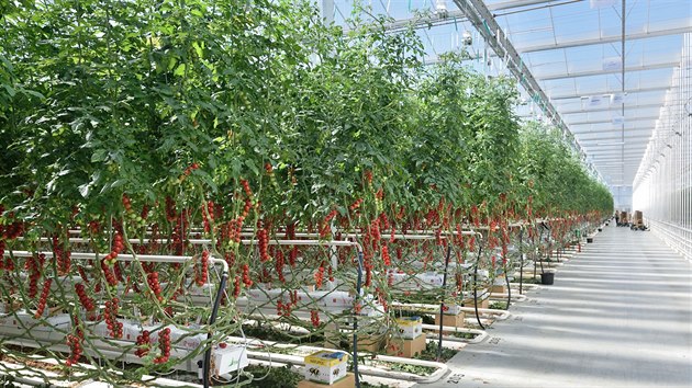 Základ farmy, kterou na Slovensku vybudovala a provozuje zlínská společnost NWT, tvoří skleník o velikosti téměř 30 tisíc metrů čtverečních.