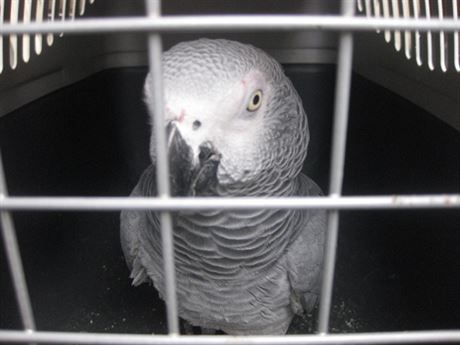 Majitele papouk ako ekají písná pravidla (ilustraní foto)