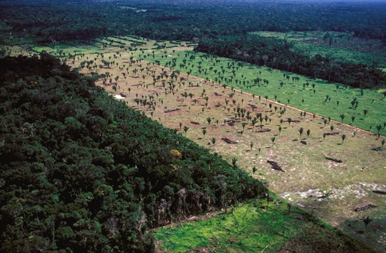 Kakaový král z eska devastuje detný prales v Peru. Útoí i na ekology....