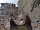 V Nepálu prohledává trosky dom pes-záchraná. Hledá peiví.