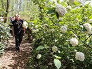 Lidé se mohou v areálu ostravské zoo nov procházet mezi rododendrony. (8....