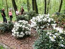 Ostravská zoologická zahrada má v souasnosti nejvtí kolekci rododendron v...
