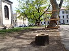 Nkteré stromy na Karlínském námstí padly pi úpravách parku k zemi.