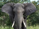 Slon promákl echm v Botswan auto.