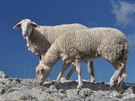 Na vrcholku Chioni: kde se vzaly, tu se vzaly ovce.