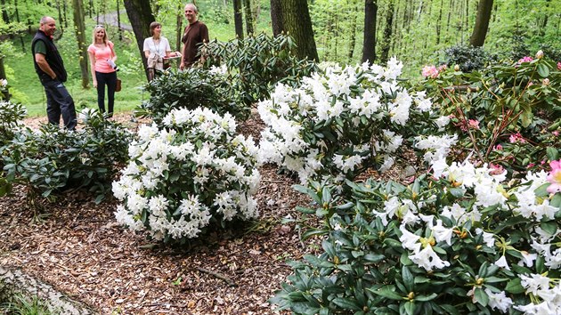 Ostravsk zoologick zahrada m v souasnosti nejvt kolekci rododendron v esku. (8. kvtna 2015)