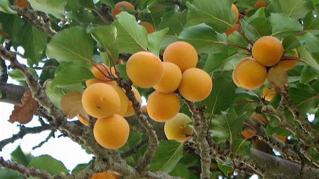 Ovocný strom (ilustraní foto)