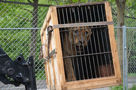 Lví brati pijeli z anglického Woburn Safari Parku (15.52015).