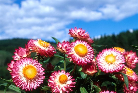 Smil (Helichrysum bracteatum)  oblíbená slamnka roste na slunci v kadé...