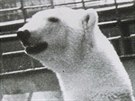 Historické snímky zachycují skuteného libereckého medvda.