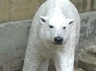 V Liberci pedstavují expozici pro ledního medvda
