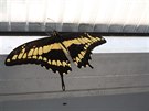 Motýl v tropickém skleníku Fata Morgana v trojské botanické zahrad.