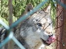 Vlci neustále pozorn sledují své okolí, i kdy jsou zaveni ve výbhu. 
