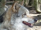 Vechny smysly, jak ich, tak zrak i sluch, mají vlci naprosto dokonalé.