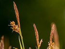 Ostice prosová (Carex panicea) roste na vlhkých loukách od níin do hor....