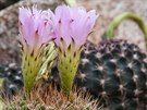 Kaktus s trny na kvtech (Acanthocalycium spiniflorum) z provincie Córdoba v...