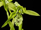 Tropická orchidej Coelogyne pandurata z jihovýchodní Asie vytváí velké...