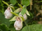 Orchidej Cypripedium japonicum z chladných oblastí jihovýchodní Asie. 