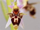 Kvty orchidejí rodu toi (Ophrys) napodobují samice samotáských vel a...