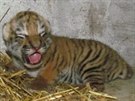 Unikátní snímek sedmidenního mládte tygra ussurijského v olomoucké zoo. Na...