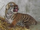 Unikátní snímek sedmidenního mláděte tygra ussurijského v olomoucké zoo. Na...