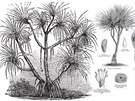 Rostlina Pandanus candelabro by mohla identifikovat pítomnost hornin bohatých...