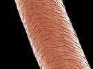 Detail lidského vlasu pod mikroskopem ukazuje strukturu povrchu. Je-li vlas...