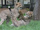 Malí gepardi se ve výbhu honí a perou. Rozruch zaujal i sousední zvíata (15....