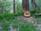 V pozstatcích luních les u Dunaje se daí mimo jiné bobrm.