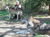 Václav Chaloupek zná vlky velice dobře, o ty své dva se stará 13 let. A natolik...