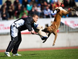 Mistrovství svta belgických ovák v Písku