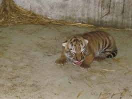 Uniktn snmek sedmidennch mlat tygra ussurijskho v olomouck zoo. Na svt...
