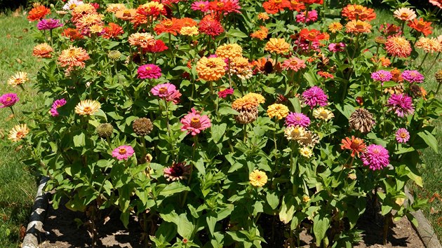 Ostlka (Zinnia elegans) pat k oblbenm zhonovm letnikm. Potebuje slunce a pimen vlhko. Nesn mrz, vysazuje se a koncem kvtna.