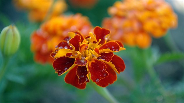 Aksamitnk (Tagetes patula) pat do rodiny nenavn kvetoucch letniek. Snese tm ve, i pesazovn v kvtu. Pouv se hlavn na obruby a do ndob.