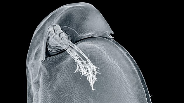 Vodn blecha, perlooka druhu Daphnia magna 