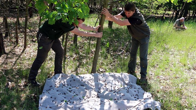 Studenti Lesnické a dřevařské fakulty Mendelovy univerzity v Brně se snaží spočítat chrousty na mladých dubech.