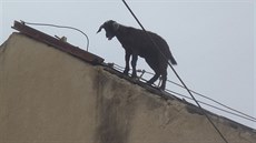 Hasi�i kozu ze st�echy kravína sundavali zhruba p�l hodiny, pak ji nezran�nou...