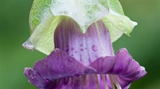 Vilec (Cobaea scandens) je liána s úponky, která kvete zvonkovitými kvty...