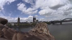 Orel nad Rýnem v Kolín�.