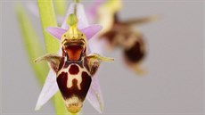 Kvty orchidejí rodu toi (Ophrys) napodobují samice samotáských vel a...