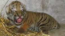 Unikátní snímek sedmidenního mláděte tygra ussurijského v olomoucké zoo. Na...