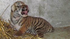 Unikátní snímek sedmidenního mládte tygra ussurijského v olomoucké zoo. Na...