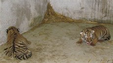 Unikátní snímek sedmidenních mláat tygra ussurijského v olomoucké zoo. Na svt...