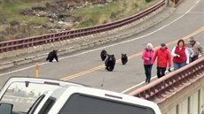 Medvdí rodinka prohnala turisty na most v Yellowstounském parku