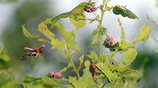 Moravská Sahara je plná pemnoených chroust. Zjistit jejich poet je...