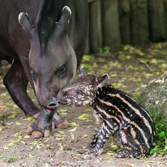 Tapíí matka Ivana se stará o mlád, které se narodilo v trojské zoologické...