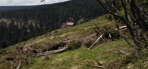 Svah, kterým prošla v únoru 2015 jedna z největších krkonošských lavin.