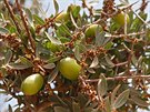 Arganové stromy se vyskytují pouze v severní Africe, ve vtím mnoství rostou...