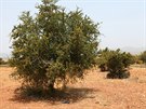 Arganové stromy jsou v marocké polopouti asto jedinou výraznjí vegetací.